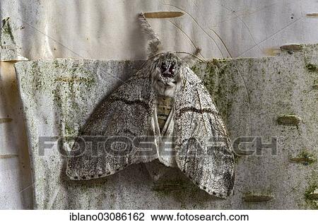 Stock Image - "Pale Tussock (Calliteara pudibunda), moth, female, Tyrol, Austria, Europe". Fotosearch