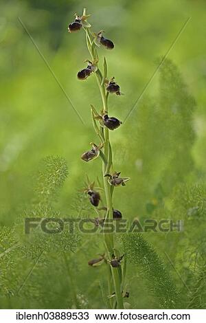 "Palermo Spider Orchid (Ophrys panormitana), Messina district, Sicily, Italy, Europe" View Large Photo Image Stock Image - "Palermo Spider Orchid (Ophrys panormitana), Messina district, Sicily, Italy, Europe". Fotosearch