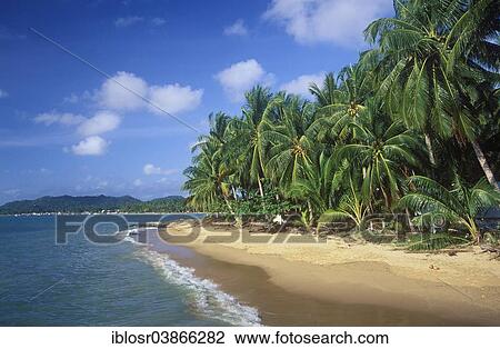 "Palm beach, Lamai Beach, Ko Samui, Thailand, Asia" View Large Photo Image Stock Image - "Palm beach, Lamai Beach, Ko Samui, Thailand, Asia". Fotosearch