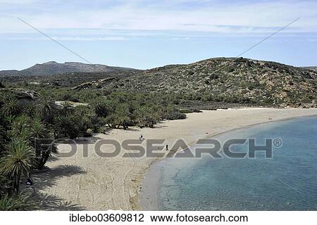 "Palm beach of Vai with Cretan Date Palms (Phoenix theophrasti), Palm Beach of Vai, Crete, Greece, Europe" View Large Photo Image Stock Image - "Palm beach of Vai with Cretan Date Palms (Phoenix theophrasti), Palm Beach of Vai, Crete, Greece, Europe". Fotosearch
