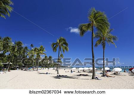 "Palm beach, Waikiki, Honolulu, O'ahu, Hawai'i, USA, America" View Large Photo Image Picture - "Palm beach, Waikiki, Honolulu, O'ahu, Hawai'i, USA, America". Fotosearch