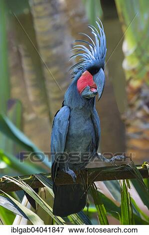 "Palm Cockatoo or Great Palm Cockatoo (Probosciger aterrimus), Bali Bird Park, Bali, Indonesia, Asia" View Large Photo Image Stock Photo - "Palm Cockatoo or Great Palm Cockatoo (Probosciger aterrimus), Bali Bird Park, Bali, Indonesia, Asia". Fotosearch
