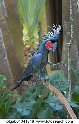 "Palm Cockatoo or Great Palm Cockatoo (Probosciger aterrimus), Bali Bird Park, Bali, Indonesia, Asia" View Large Photo Image Stock Photo - "Palm Cockatoo or Great Palm Cockatoo (Probosciger aterrimus), Bali Bird Park, Bali, Indonesia, Asia". Fotosearch