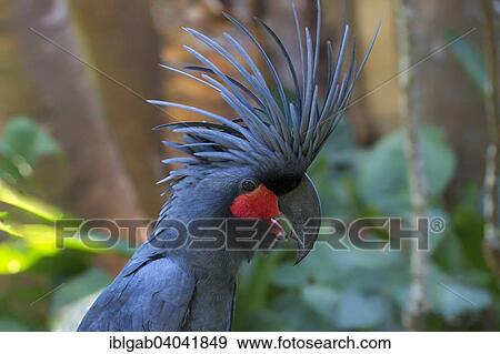 Stock Photo - "Palm Cockatoo or Great Palm Cockatoo (Probosciger aterrimus), Bali Bird Park, Bali, Indonesia, Asia". Fotosearch