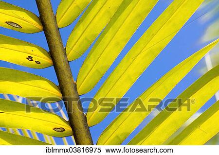 "Palm frond of a Coconut Palm (Cocos nucifera), Seychelles, Africa" View Large Photo Image Stock Photography - "Palm frond of a Coconut Palm (Cocos nucifera), Seychelles, Africa". Fotosearch