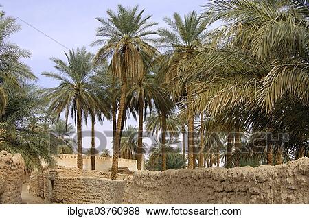 Palm Garden In The Oasis Town Of Ghadames Unesco World Heritage