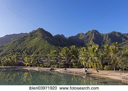 Stock Image - "Palm grove in the lagoon, Moorea, French Polynesia, Oceania". Fotosearch
