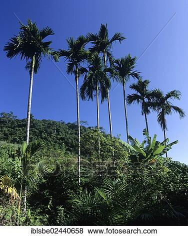 "Palm grove, landscape near Hainan, China, Asia" View Large Photo Image Stock Photo - "Palm grove, landscape near Hainan, China, Asia". Fotosearch