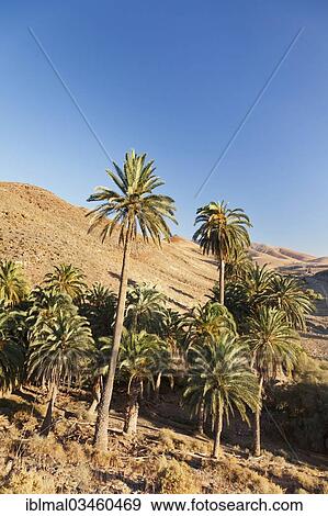 Stock Photo - "Palm grove, landscape of Barranco de la Madre de Agua, near Ajuy, Fuerteventura, Canary Islands, Spain, Europe". Fotosearch
