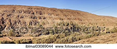 "Palm grove, palm trees in a mountain landscape, Barranco de la Madre de Agua, bei Ajuy, Fuerteventura, Canary Islands, Spain, Europe" View Large Photo Image Picture - "Palm grove, palm trees in a mountain landscape, Barranco de la Madre de Agua, bei Ajuy, Fuerteventura, Canary Islands, Spain, Europe". Fotosearch