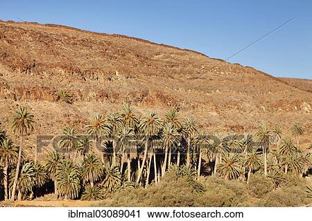 "Palm grove, palm trees in a mountain landscape, Barranco de la Madre de Agua, bei Ajuy, Fuerteventura, Canary Islands, Spain, Europe" View Large Photo Image Stock Image - "Palm grove, palm trees in a mountain landscape, Barranco de la Madre de Agua, bei Ajuy, Fuerteventura, Canary Islands, Spain, Europe". Fotosearch