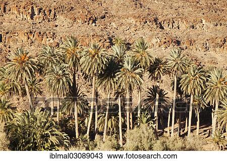 "Palm grove, palm trees in a mountain landscape, Barranco de la Madre de Agua, bei Ajuy, Fuerteventura, Canary Islands, Spain, Europe" View Large Photo Image Stock Image - "Palm grove, palm trees in a mountain landscape, Barranco de la Madre de Agua, bei Ajuy, Fuerteventura, Canary Islands, Spain, Europe". Fotosearch