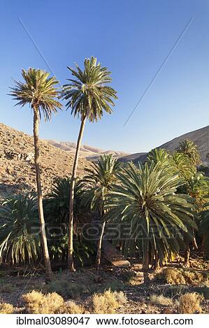 "Palm grove, palm trees in a mountain landscape, Barranco de la Madre de Agua, bei Ajuy, Fuerteventura, Canary Islands, Spain, Europe" View Large Photo Image Stock Photo - "Palm grove, palm trees in a mountain landscape, Barranco de la Madre de Agua, bei Ajuy, Fuerteventura, Canary Islands, Spain, Europe". Fotosearch