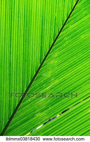 "Palm leaf, Maldive Coconut or Coco de Mer (Lodoicea maldivica), an endemic species of palm tree, Seychelles, Africa" View Large Photo Image Stock Image - "Palm leaf, Maldive Coconut or Coco de Mer (Lodoicea maldivica), an endemic species of palm tree, Seychelles, Africa". Fotosearch