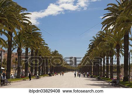 "Palm promenade, Salou, Catalonia, Spain, Europe" View Large Photo Image Stock Photo - "Palm promenade, Salou, Catalonia, Spain, Europe". Fotosearch