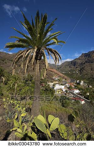 "Palm tree along the hiking trail, Valle Gran Rey, La Gomera, Canary Islands, Spain, Europe" View Large Photo Image Stock Image - "Palm tree along the hiking trail, Valle Gran Rey, La Gomera, Canary Islands, Spain, Europe". Fotosearch