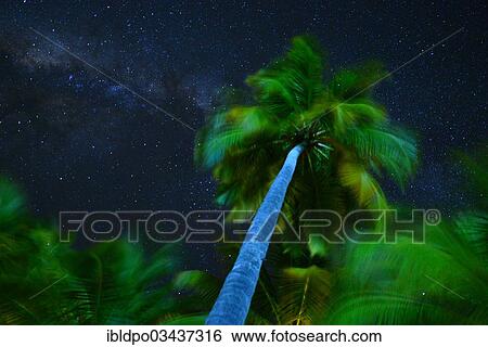 "Palm tree and milky way, Ari Atoll, Maldives, Asia" View Large Photo Image Stock Photograph - "Palm tree and milky way, Ari Atoll, Maldives, Asia". Fotosearch