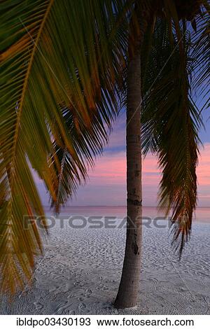 "Palm tree at sunset, Ari Atoll, Maldives, Asia" View Large Photo Image Stock Image - "Palm tree at sunset, Ari Atoll, Maldives, Asia". Fotosearch