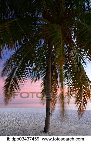 "Palm tree at sunset, Ari Atoll, Maldives, Asia" View Large Photo Image Stock Photo - "Palm tree at sunset, Ari Atoll, Maldives, Asia". Fotosearch