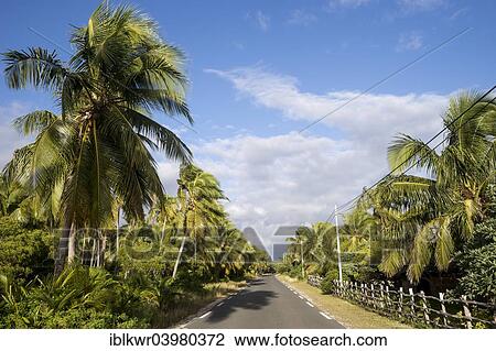"Palm tree-lined main road of the island of Ouvea, New Caledonia, Oceania" View Large Photo Image Stock Image - "Palm tree-lined main road of the island of Ouvea, New Caledonia, Oceania". Fotosearch