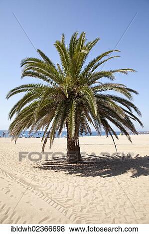"Palm tree on a sandy beach, Calella de la Costa, Costa del Maresme, Catalonia, Spain, Europe, PublicGround, Europe" View Large Photo Image Stock Photo - "Palm tree on a sandy beach, Calella de la Costa, Costa del Maresme, Catalonia, Spain, Europe, PublicGround, Europe". Fotosearch