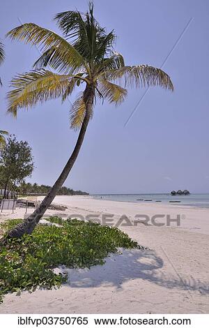 Stock Photography - "Palm tree on Dongwe Beach, Dongwe, Zanzibar, Tanzania, Africa". Fotosearch