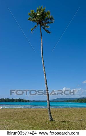 "Palm tree, Port Orly, Espiritu Santo, Sanma Province, Vanuatu, Oceania" View Large Photo Image Picture - "Palm tree, Port Orly, Espiritu Santo, Sanma Province, Vanuatu, Oceania". Fotosearch