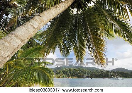 Stock Photo - "Palm tree, sailing boats in the bay of Isla Linton, Colon, Caribbean, Panama, North America". Fotosearch