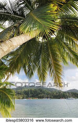 Stock Photograph - "Palm tree, sailing boats in the bay of Isla Linton, Colon, Caribbean, Panama, North America". Fotosearch