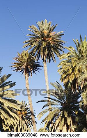 "Palm trees against a blue sky, Barranco de la Madre de Agua, bei Ajuy, Fuerteventura, Canary Islands, Spain, Europe" View Large Photo Image Stock Photo - "Palm trees against a blue sky, Barranco de la Madre de Agua, bei Ajuy, Fuerteventura, Canary Islands, Spain, Europe". Fotosearch