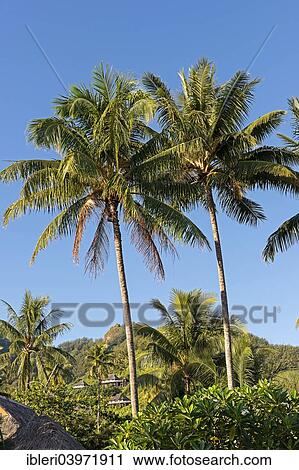 "Palm trees against a tropical landscape, Moorea, French Polynesia, Oceania" View Large Photo Image Stock Image - "Palm trees against a tropical landscape, Moorea, French Polynesia, Oceania". Fotosearch