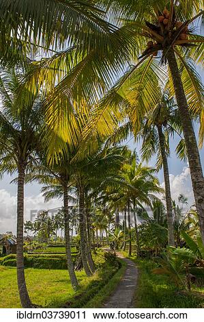 "Palm trees along path through rice terraces, Ubud, Bali, Indonesia, Asia" View Large Photo Image Stock Image - "Palm trees along path through rice terraces, Ubud, Bali, Indonesia, Asia". Fotosearch