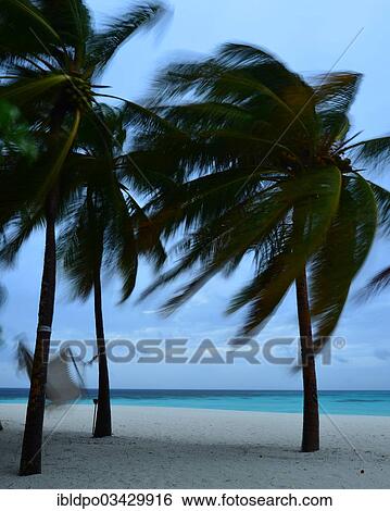 "Palm trees and a hammock on the beach during a storm, Ari Atoll, Maldives, Asia" View Large Photo Image Stock Photograph - "Palm trees and a hammock on the beach during a storm, Ari Atoll, Maldives, Asia". Fotosearch