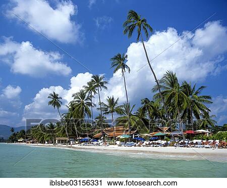 "Palm trees and parasols on Chaweng Beach, Gulf of Thailand, Ko Samui, Southern Thailand, Thailand, Asia" View Large Photo Image Stock Image - "Palm trees and parasols on Chaweng Beach, Gulf of Thailand, Ko Samui, Southern Thailand, Thailand, Asia". Fotosearch