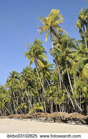 "Palm trees and parasols on the beach, Ngapali Beach, Thandwe, Rakhine Staat, Myanmar, Burma, Asia" View Large Photo Image Stock Photography - "Palm trees and parasols on the beach, Ngapali Beach, Thandwe, Rakhine Staat, Myanmar, Burma, Asia". Fotosearch