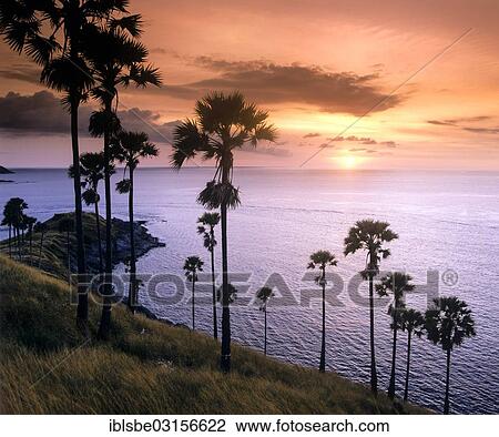 "Palm trees at sunset, Cape Promthep, southern tip of Phuket, Andaman Sea, Phuket, Phuket Province, Thailand, Asia" View Large Photo Image Stock Image - "Palm trees at sunset, Cape Promthep, southern tip of Phuket, Andaman Sea, Phuket, Phuket Province, Thailand, Asia". Fotosearch