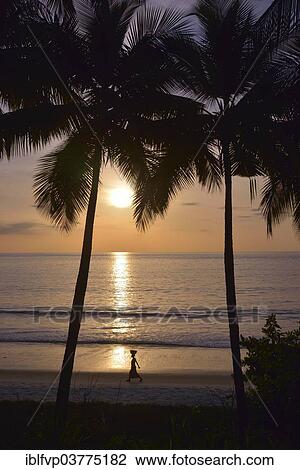 "Palm trees at sunset, Tokeh Beach, Tokeh, Western Area Region, Sierra Leone, Africa" View Large Photo Image Stock Image - "Palm trees at sunset, Tokeh Beach, Tokeh, Western Area Region, Sierra Leone, Africa". Fotosearch