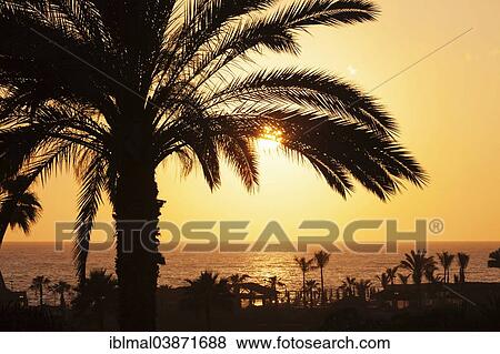 "Palm trees by the sea at sunset, Playa de los Amadores, Gran Canaria, Canary Islands, Spain, Europe" View Large Photo Image Stock Photo - "Palm trees by the sea at sunset, Playa de los Amadores, Gran Canaria, Canary Islands, Spain, Europe". Fotosearch