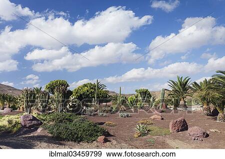 "Palm trees, cacti and euphorbia plants, Las Playitas, Fuerteventura, Canary Islands, Spain, Europe" View Large Photo Image Stock Photo - "Palm trees, cacti and euphorbia plants, Las Playitas, Fuerteventura, Canary Islands, Spain, Europe". Fotosearch