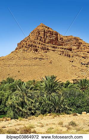 "Palm trees growing in the river bed of the Ziz Gorges, Morocco, Africa" View Large Photo Image Stock Image - "Palm trees growing in the river bed of the Ziz Gorges, Morocco, Africa". Fotosearch
