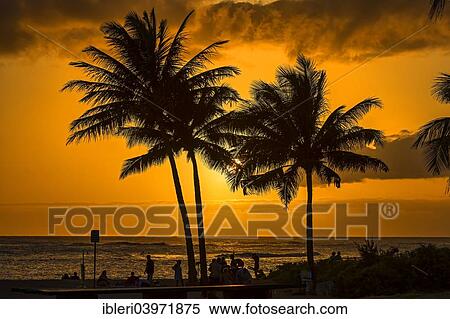 "Palm trees in backlight, Kauai, Hawaii, United States, North America" View Large Photo Image Stock Photography - "Palm trees in backlight, Kauai, Hawaii, United States, North America". Fotosearch
