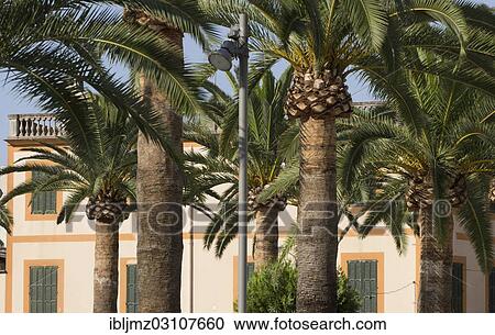 "Palm trees in front of a building on Placa Espanya square, Felantix, Mallorca, Majorca, Balearic Islands, Spain, Europe" View Large Photo Image Stock Image - "Palm trees in front of a building on Placa Espanya square, Felantix, Mallorca, Majorca, Balearic Islands, Spain, Europe". Fotosearch
