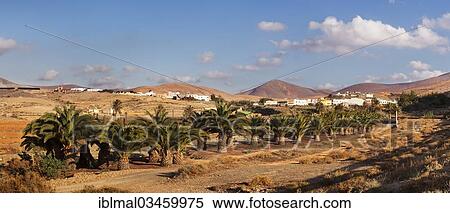 Stock Photography - "Palm trees in front of Pajara, Fuerteventura, Canary Islands, Spain, Europe". Fotosearch
