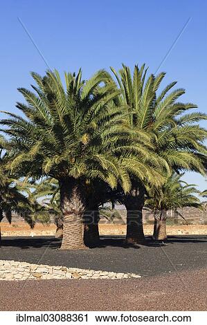 "Palm trees in the lava gardens of the Centro de Artesania Molino de Antigua open-air museum, Antigua, Fuerteventura, Canary Islands, Spain, Europe" View Large Photo Image Stock Image - "Palm trees in the lava gardens of the Centro de Artesania Molino de Antigua open-air museum, Antigua, Fuerteventura, Canary Islands, Spain, Europe". Fotosearch