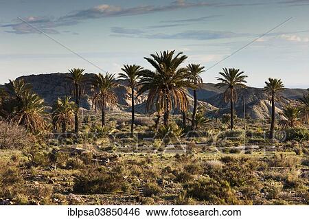 "Palm trees in the Tabernas Desert, Almeria province, Andalucia, Spain, Europe" View Large Photo Image Stock Photograph - "Palm trees in the Tabernas Desert, Almeria province, Andalucia, Spain, Europe". Fotosearch