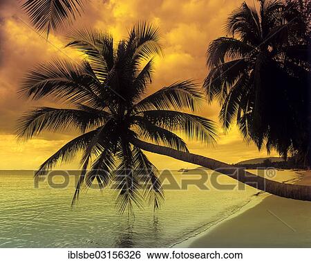 "Palm trees on a beach, Tong Yang Beach, Ko Samui, Southern Thailand, Thailand, Asia" View Large Photo Image Stock Photograph - "Palm trees on a beach, Tong Yang Beach, Ko Samui, Southern Thailand, Thailand, Asia". Fotosearch