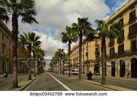"Palm trees on Passeig de Colom avenue, Barcelona, Catalonia, Spain, Europe" View Large Photo Image Stock Photo - "Palm trees on Passeig de Colom avenue, Barcelona, Catalonia, Spain, Europe". Fotosearch