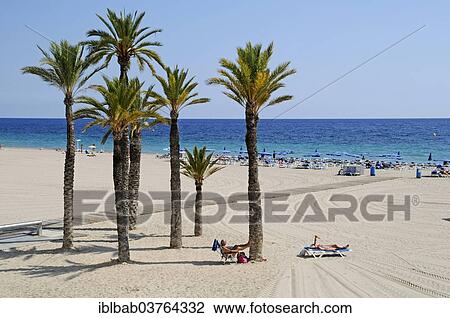 "Palm trees on Playa de Poniente beach, Benidorm, Province of Alicante, Spain, Europe" View Large Photo Image Stock Image - "Palm trees on Playa de Poniente beach, Benidorm, Province of Alicante, Spain, Europe". Fotosearch
