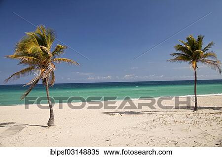 "Palm trees on the beach at Santa Maria del Mar, Playas del Este, Habana del Este, Havana, Havana Province, Cuba, North America" View Large Photo Image Stock Photography - "Palm trees on the beach at Santa Maria del Mar, Playas del Este, Habana del Este, Havana, Havana Province, Cuba, North America". Fotosearch
