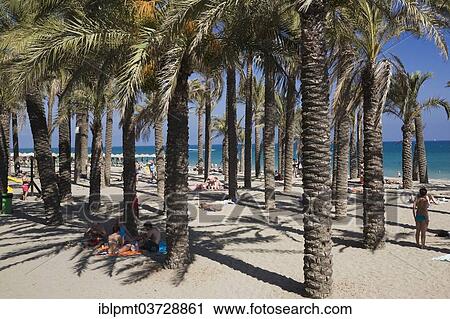 "Palm trees on the beach, Costa del Sol, Torremolinos, Malaga province, Andalusia, Spain, Europe" View Large Photo Image Stock Image - "Palm trees on the beach, Costa del Sol, Torremolinos, Malaga province, Andalusia, Spain, Europe". Fotosearch